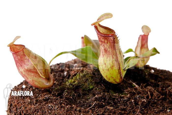 Nepenthes x &lsquo;Gaya&rsquo; &lsquo;S&rsquo;