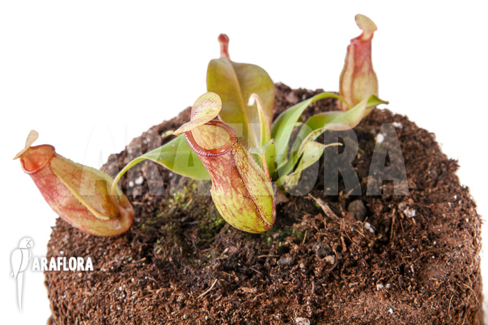 Nepenthes x &lsquo;Gaya&rsquo; &lsquo;S&rsquo;