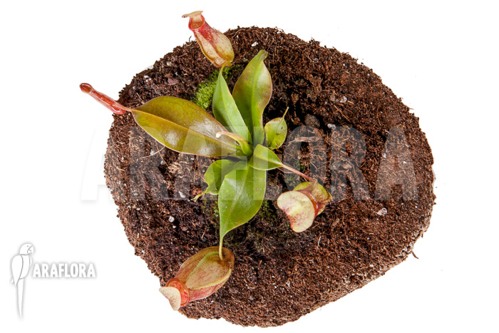 Nepenthes x &lsquo;Gaya&rsquo; &lsquo;S&rsquo;