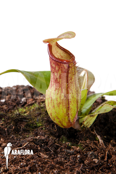 Nepenthes x &lsquo;Gaya&rsquo; &lsquo;S&rsquo;