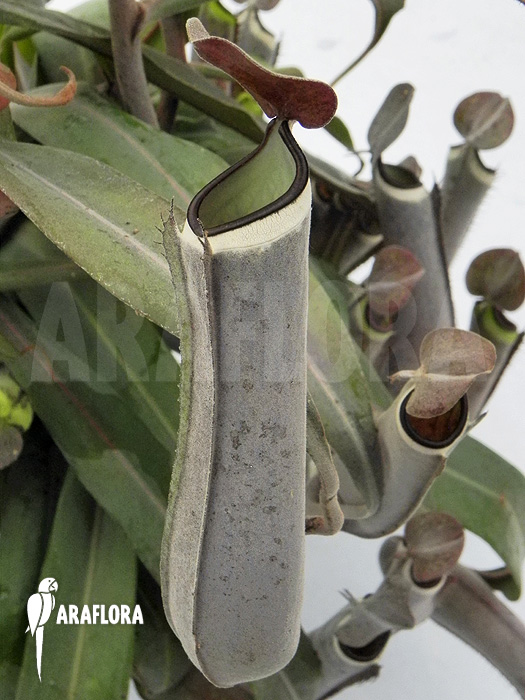 Nepenthes albo-marginata &lsquo;Grey&rsquo;