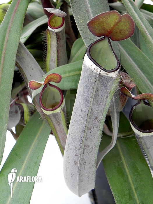 Nepenthes albo-marginata &lsquo;Grey&rsquo;