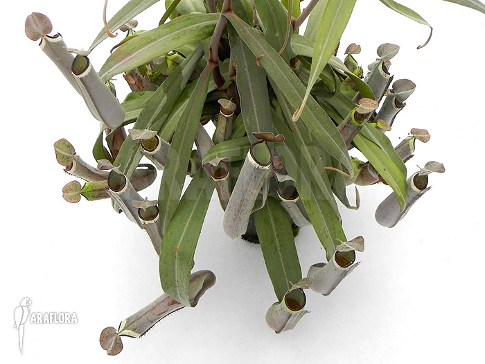 Nepenthes albo-marginata &lsquo;Grey&rsquo;