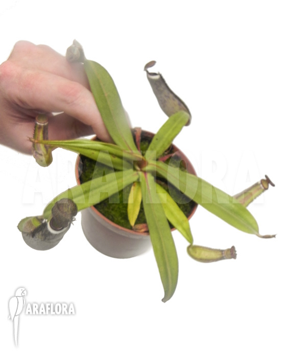 Nepenthes albo-marginata &lsquo;Kuching spotted&rsquo;