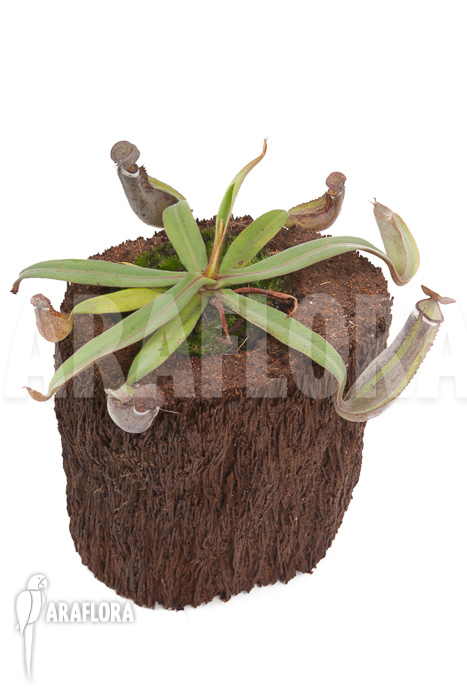 Nepenthes albo-marginata &lsquo;Kuching spotted&rsquo;