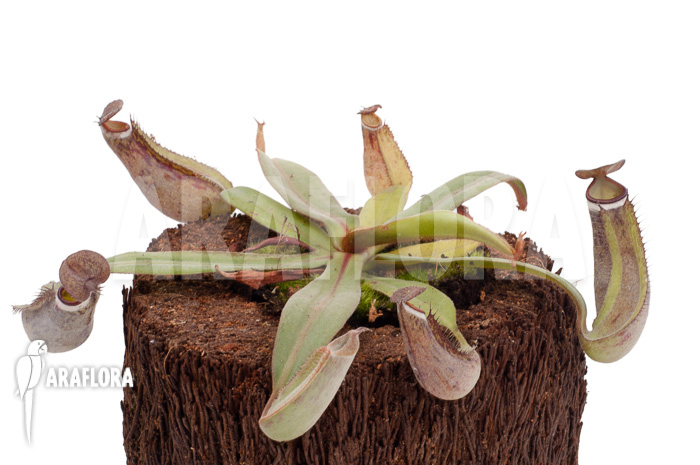 Nepenthes albo-marginata &lsquo;Kuching spotted&rsquo;