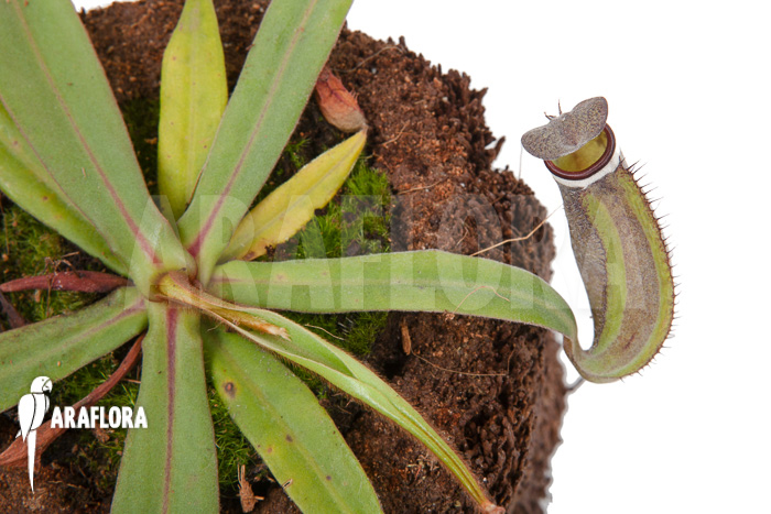 Nepenthes albo-marginata &lsquo;Kuching spotted&rsquo;