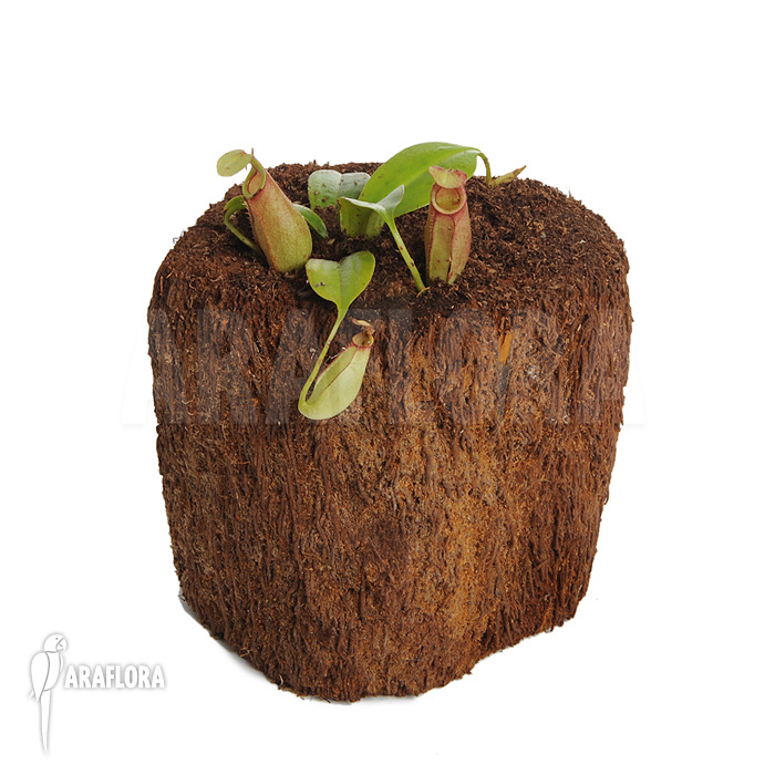 Nepenthes bicalcarata