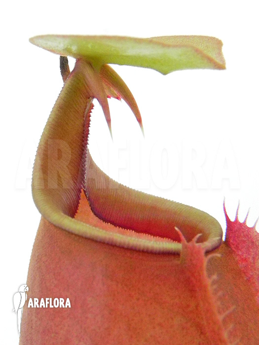 Nepenthes bicalcarata