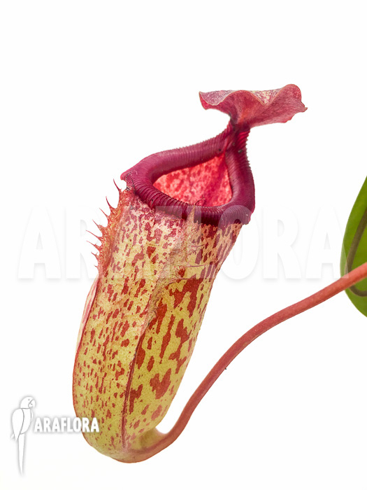 Nepenthes burkei x robcantleyi