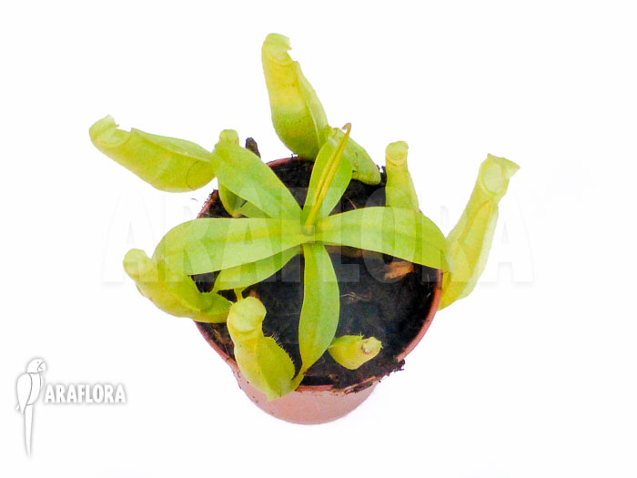Nepenthes glabrata b Starter