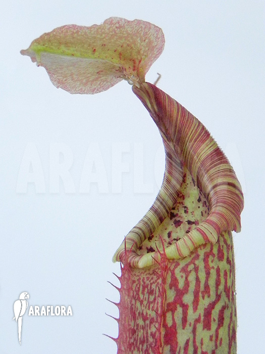 Nepenthes maxima &lsquo;elongated&rsquo;