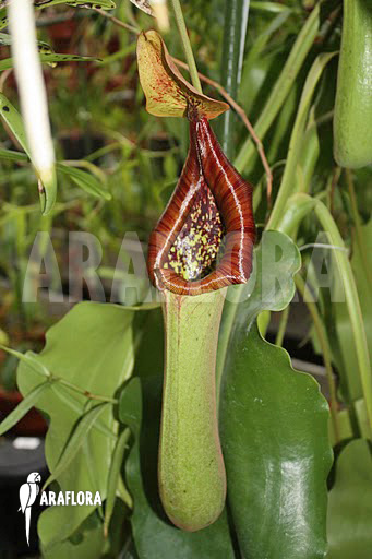 Nepenthes truncata