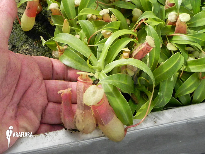Nepenthes ventricosa &lsquo;Alba&rsquo; &lsquo;S&rsquo;