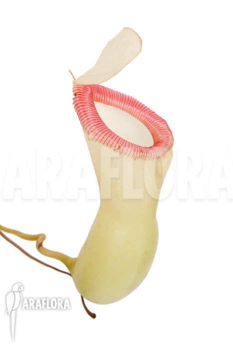 Nepenthes ventricosa &lsquo;Porcelain&rsquo; &lsquo;Alba&rsquo;