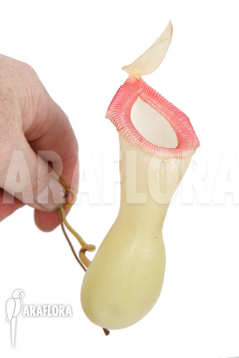 Nepenthes ventricosa &lsquo;Porcelain&rsquo; &lsquo;Alba&rsquo;