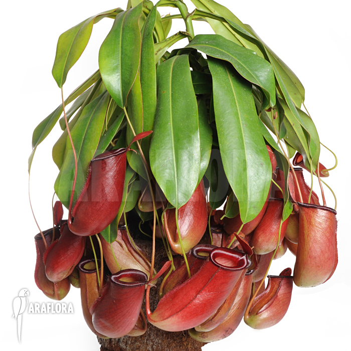 Nepenthes x &lsquo;Bloody Mary&rsquo;