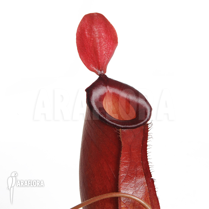 Nepenthes x &lsquo;Bloody Mary&rsquo;