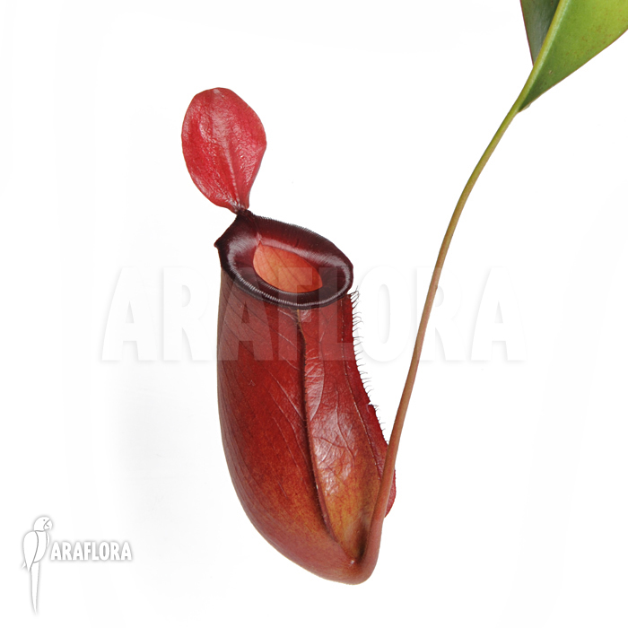 Nepenthes x &lsquo;Bloody Mary&rsquo;