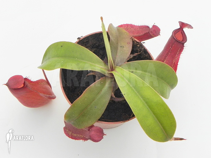 Nepenthes x &lsquo;Bloody Mary&rsquo; &lsquo;M&rsquo;