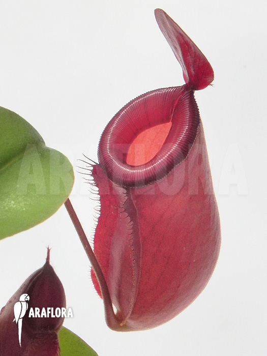 Nepenthes x &lsquo;Bloody Mary&rsquo; &lsquo;M&rsquo;