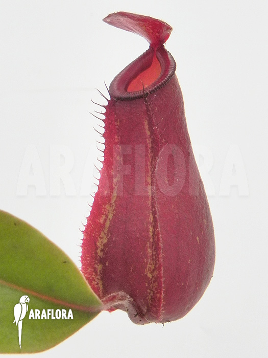 Nepenthes x &lsquo;Bloody Mary&rsquo; &lsquo;S&rsquo;