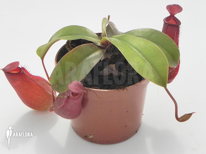 Nepenthes x &lsquo;Bloody Mary&rsquo; &lsquo;S&rsquo;