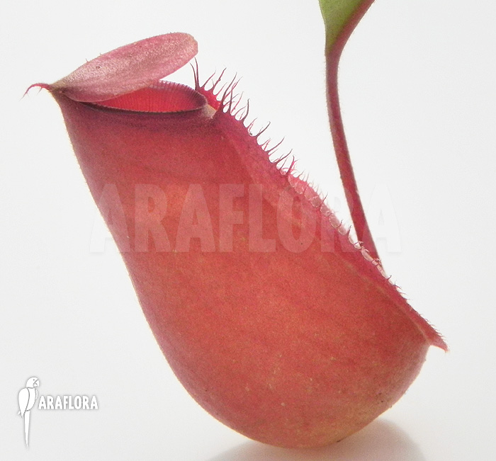 Nepenthes x &lsquo;Bloody Mary&rsquo; &lsquo;S&rsquo;