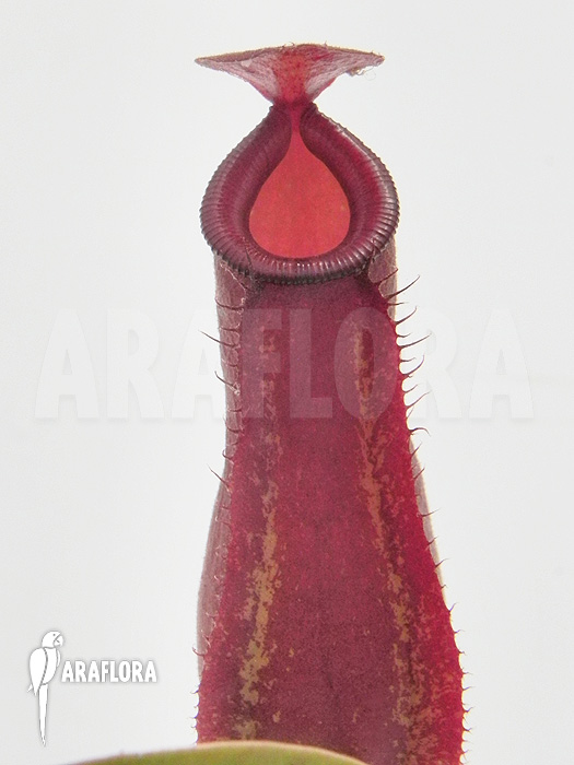 Young pitchers Nepenthes x &lsquo;Bloody Mary&rsquo; &lsquo;S&rsquo;