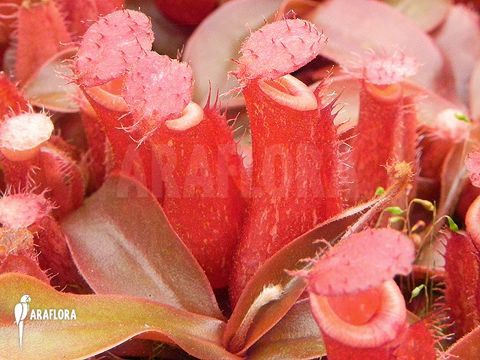 Nepenthes x &lsquo;Bloody Mary&rsquo; &lsquo;S&rsquo;