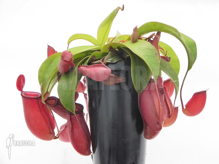 Nepenthes x &lsquo;Bloody Mary&rsquo; &lsquo;XL&rsquo;