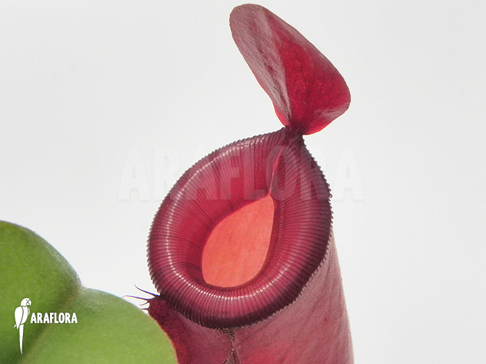 Nepenthes x &lsquo;Bloody Mary&rsquo; &lsquo;XL&rsquo;