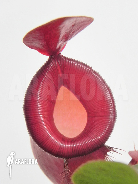 Nepenthes x &lsquo;Bloody Mary&rsquo; &lsquo;XL&rsquo;