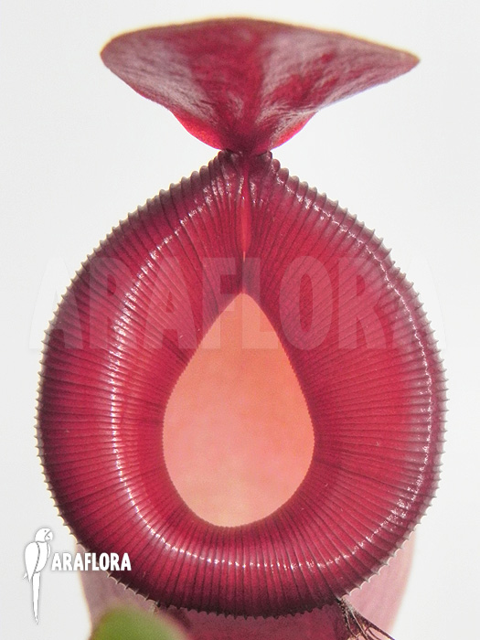 Nepenthes x &lsquo;Bloody Mary&rsquo; &lsquo;XL&rsquo;