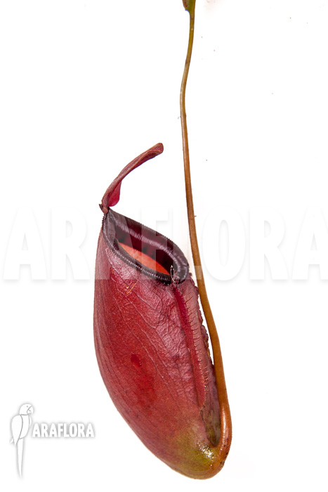 Nepenthes x Dark secret pitcher