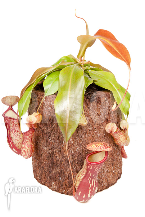 Nepenthes x &lsquo;Gaya&rsquo;