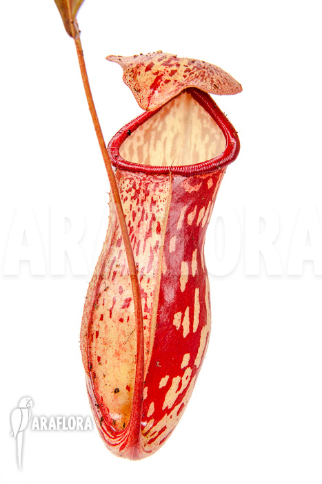 Nepenthes x &lsquo;Gaya&rsquo;