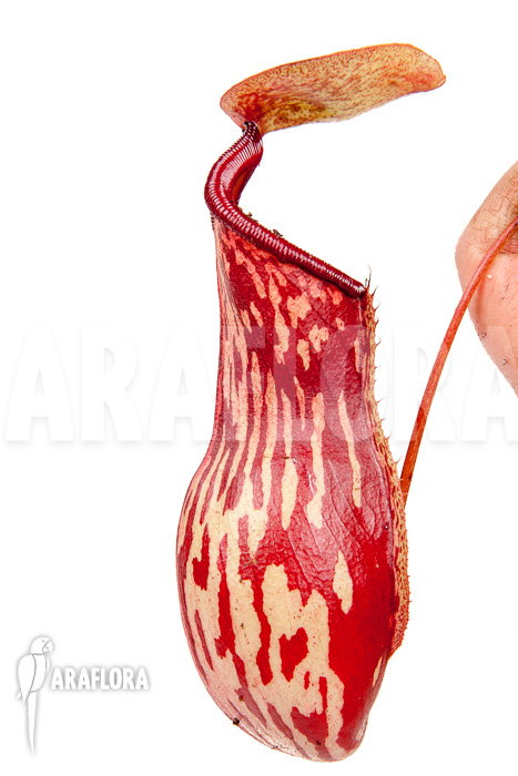 Nepenthes x &lsquo;Gaya&rsquo;