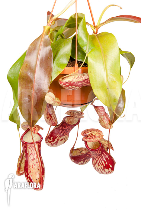 Nepenthes x &lsquo;Gaya&rsquo; &lsquo;L&rsquo;