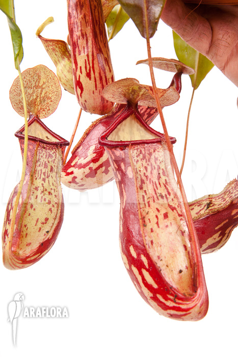 Nepenthes x &lsquo;Gaya&rsquo; &lsquo;L&rsquo;