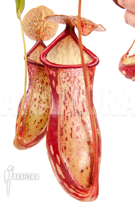 Nepenthes x &lsquo;Gaya&rsquo; &lsquo;L&rsquo;