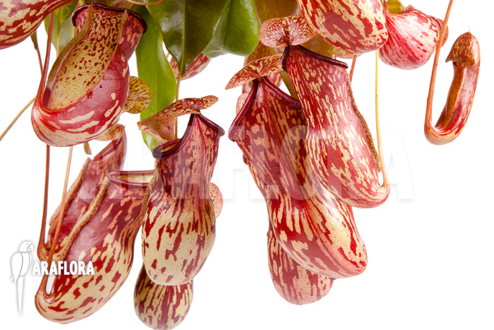 Nepenthes x &lsquo;Gaya&rsquo; &lsquo;L&rsquo;