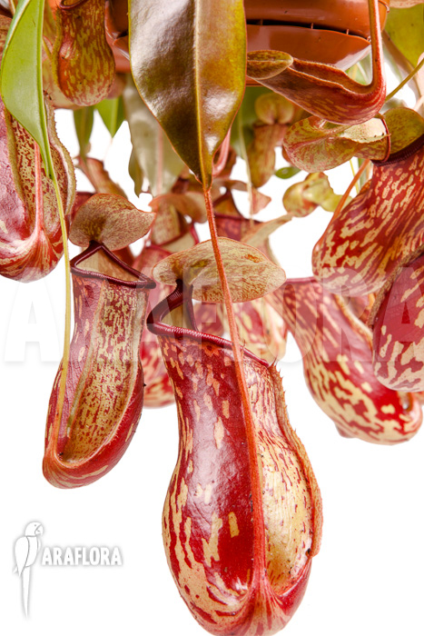 Nepenthes x &lsquo;Gaya&rsquo; &lsquo;L&rsquo;