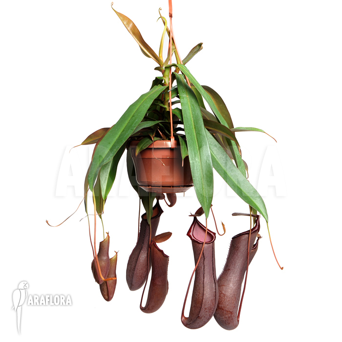 Nepenthes x &lsquo;Rebecca Soper&rsquo;