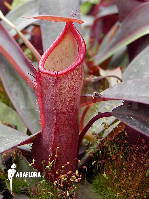 Nepenthes x &lsquo;Rebecca Soper&rsquo;