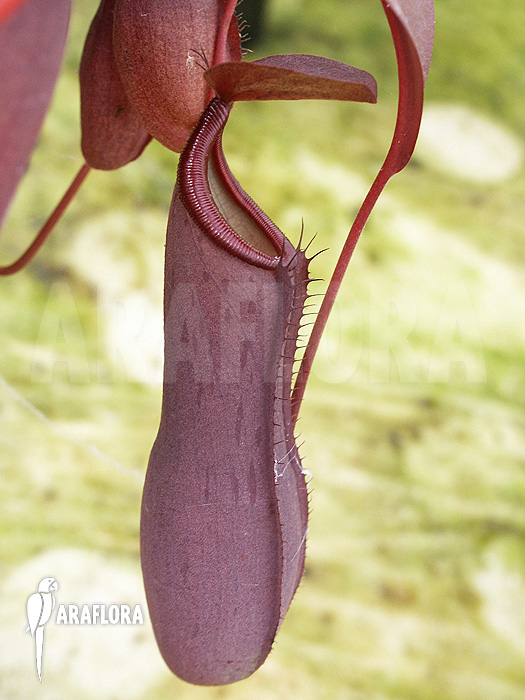 Nepenthes x &lsquo;Rebecca Soper&rsquo;