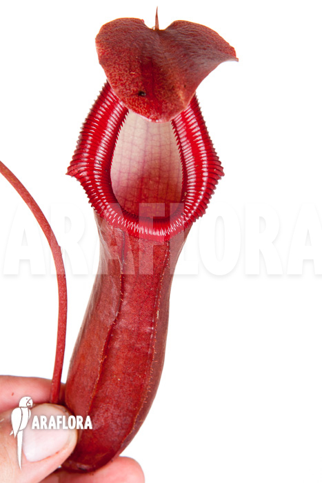 Nepenthes x bill bailey