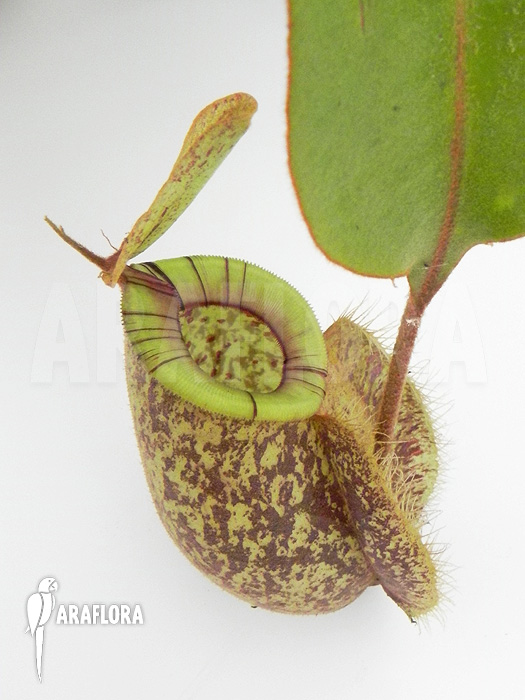 Nepenthes x hookeriana &lsquo;Dark&rsquo;