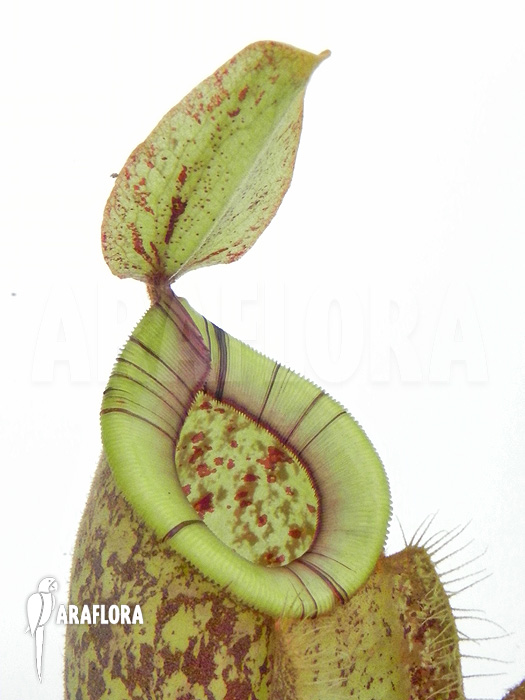 Nepenthes x hookeriana &lsquo;Dark&rsquo;