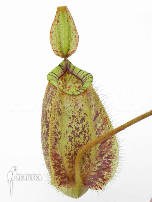 Nepenthes x hookeriana &lsquo;Dark&rsquo;
